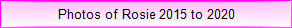 Photos of Rosie 2015 to 2020