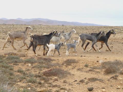 2014-02-09_1336__2362R Goats on the road to la Huesilla, Fuerteventura