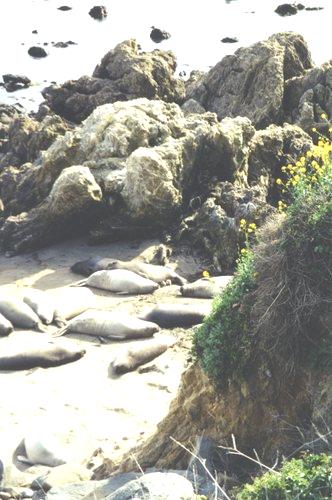 2002-03-09 1 Elephant Seals near San Simeon, California