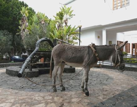 2014-02-10_1139__12499A Donkey and waterwheel at Pajara, Fuerteventura