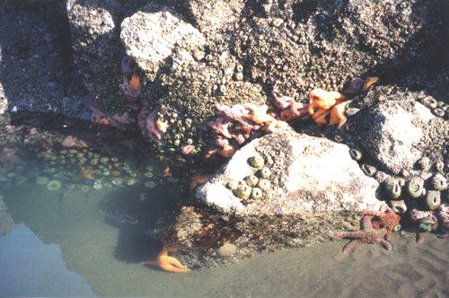 2002-03-25 3 Starfish & sea anemones near Pistol River, Oregon