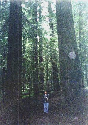 2002-03-23 2 Adrian going for a walk at Franklin Lane Grove of Redwoods, California