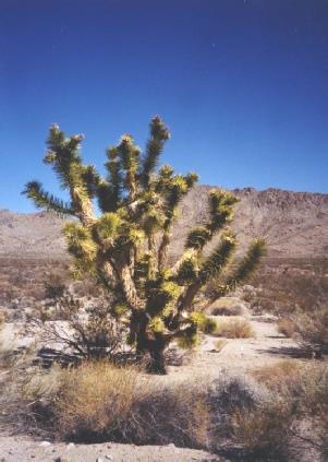 2002-02-24 1a Joshua Tree in the Mojave National Preserve near Kelso, California