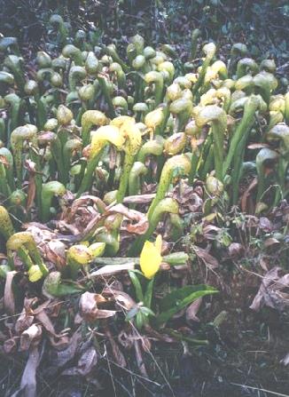 2002-03-27 5 Darlington Californica (pitcher plant), Skunk Cabbage in front, Oregon