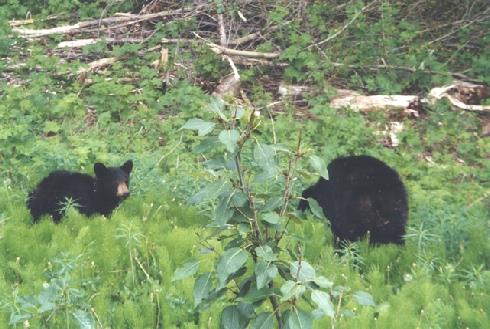 2002-06-15 3 Mother & Baby Bear on the Yellowhead Highway, British Columbia