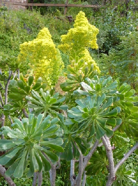 2013-01-22_1635__6648R Vegetation (Aeonium) in Barranca de Guayadeque, Gran Canaria