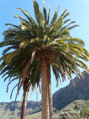 2013-01-23_1233__9342A Palm tree, Arteara, Gran Canaria