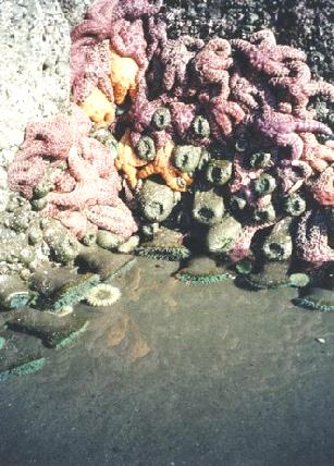 2002-03-25 2 Sea anemones & Starfish, Oregon