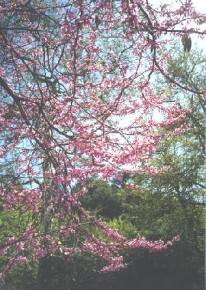 2002-03-07 3 Pretty blossom at Tuckers Grove Park, California