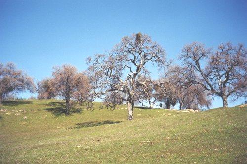 2002-03-13 1 Trees along 'Grub Gulch Road' near Raymond, California