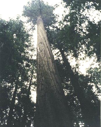 2002-03-23 3 Founders Tree, Californian Redwood, California