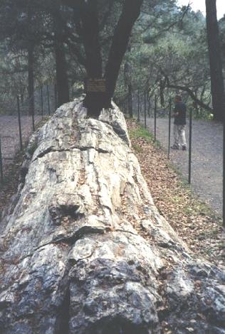2002-03-20 4 'The Queen' at the Petrified Forest near Calistoga, Nappa Valley, California