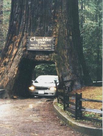 2002-03-23 1 Drive thru tree at Leggett, California