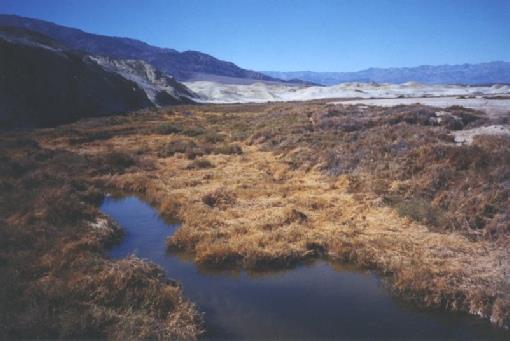 2002-02-25 3 Salt Creek, Death Valley, California